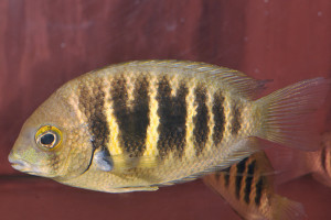 Etroplus canarensis