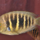 picture of Etroplus canarensis
