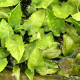 picture of Cryptocoryne cordata