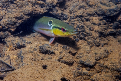 Cichlide-brochet à queue en anneau Cichlidae