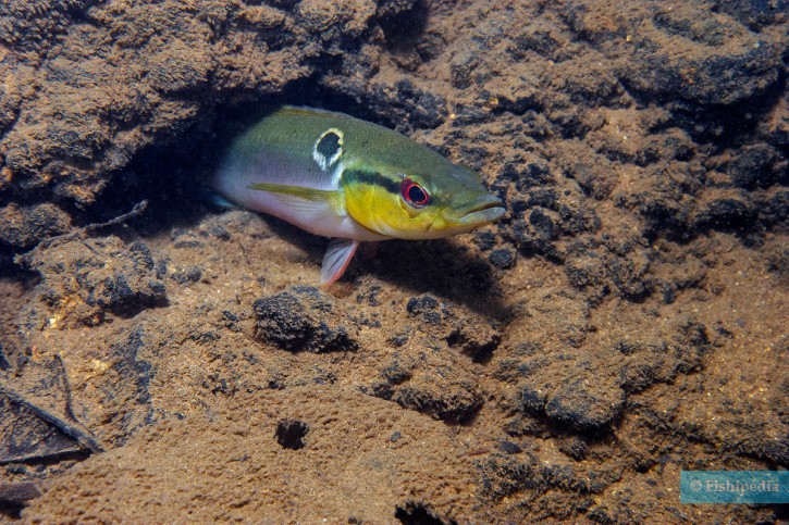 Crenicichla saxatilis