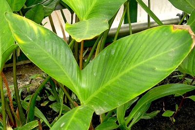 anubie géante Araceae