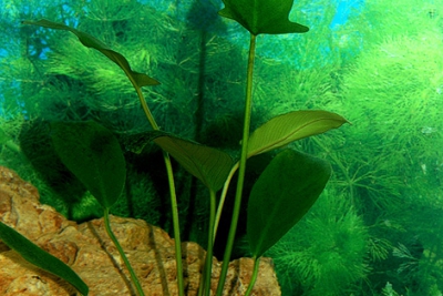 Anubias gilletii Araceae