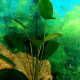 picture of Anubias gilletii