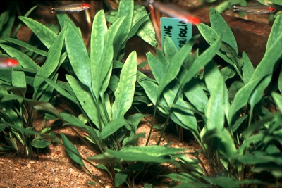 Cryptocoryne lingua Araceae