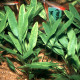 picture of Cryptocoryne lingua