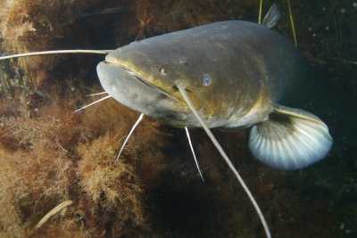siluro europeo