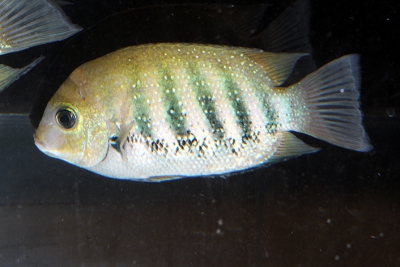Chromide vert Cichlidae