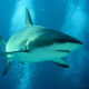 picture of carcharhinus plumbeus