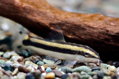 Ambastaia nigrolineata Cobitidae