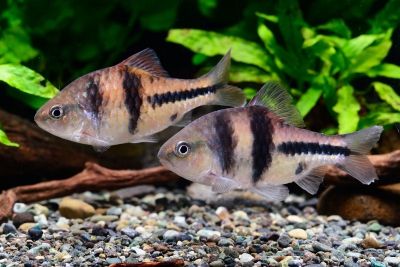 Barbodes lateristriga Cyprinidae
