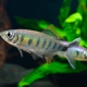 picture of Barilius canarensis