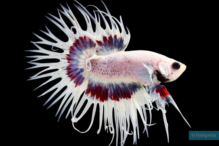 Betta splendens - pez luchador de Siam