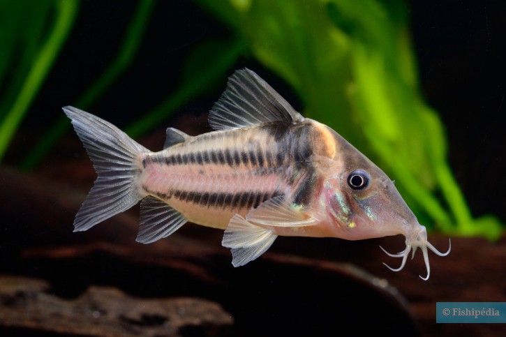 Corydoras bifasciatus