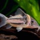 picture of Corydoras bifasciatus