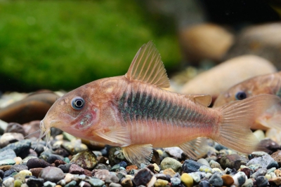 corydora bronceada