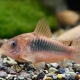 picture of Corydoras aeneus