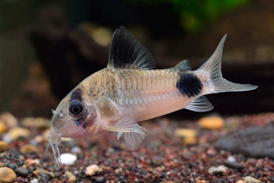 Corydoras panda