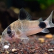 picture of Corydoras panda