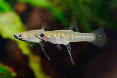 Girardinus metallicus Poeciliidae