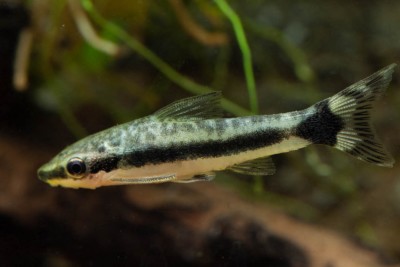 Otocinclus hoppei Loricariidae