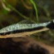 picture of Otocinclus hoppei