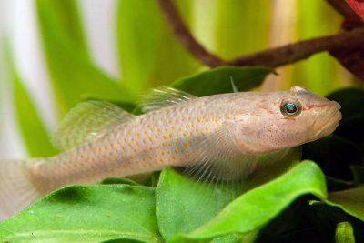 Rhinogobius maculafasciatus Gobiidae