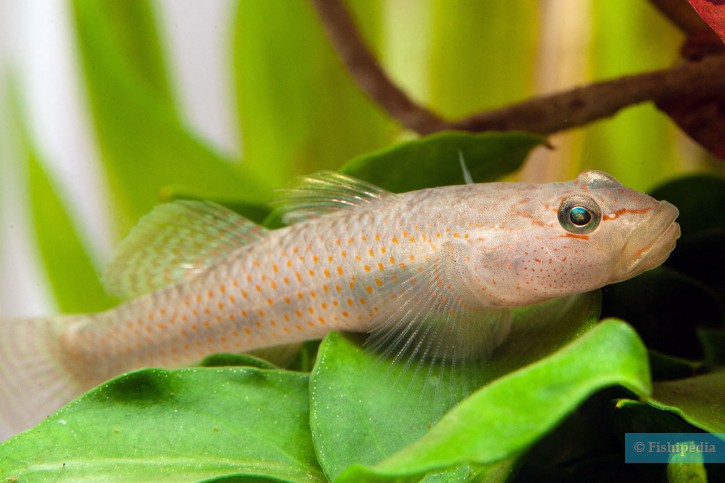 Rhinogobius maculafasciatus