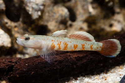 Rhinogobius zhoui Gobiidae
