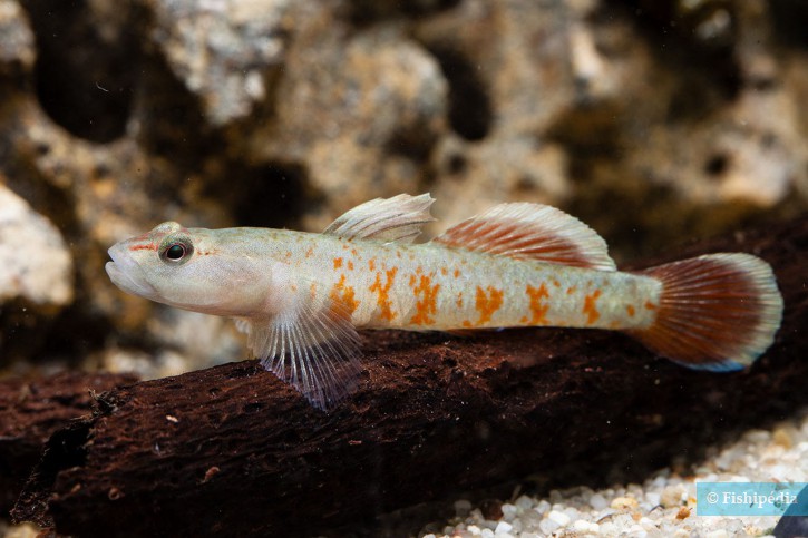 Rhinogobius zhoui