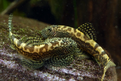 Sewellia breviventralis Balitoridae