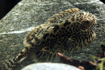 Sewellia speciosa Balitoridae