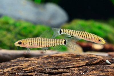 Micronemacheilus cruciatus Balitoridae