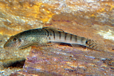 Jinshaia sinensis