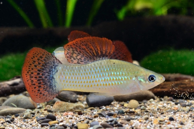 Poecilia salvatoris Poeciliidae