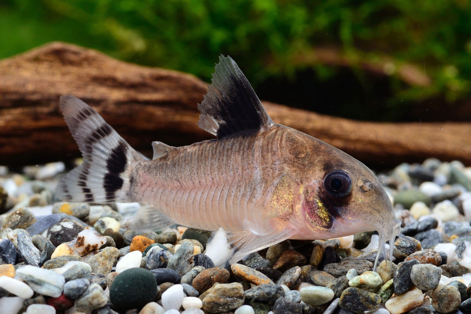Poisson-chat nain