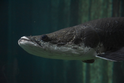 Arapaïma / Pirarucu Arapaimidae