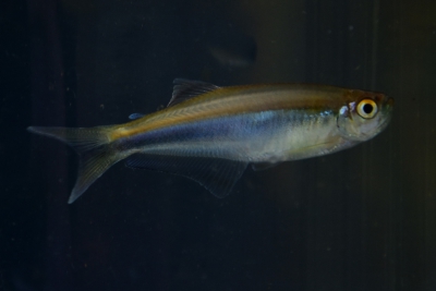 Mimagoniates lateralis Characidae