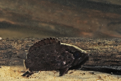 Polycentrus schomburgkii