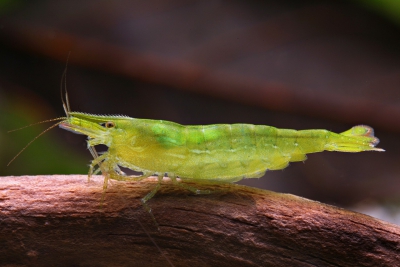 crevette verte Atyidae