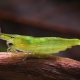 picture of Caridina cf. babaulti “Green”