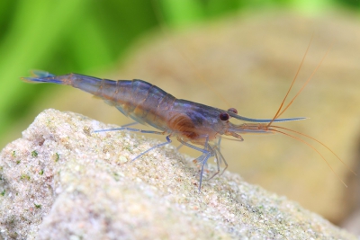 Caridina caerulea Atyidae