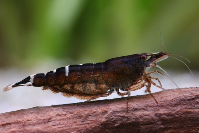 malaya Atyidae