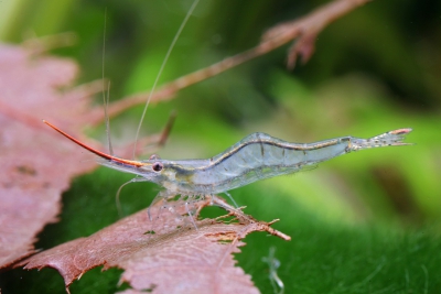 crevette Pinocchio Atyidae