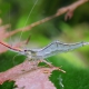 picture of Caridina gracilirostris