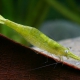 picture of Caridina hodgarti