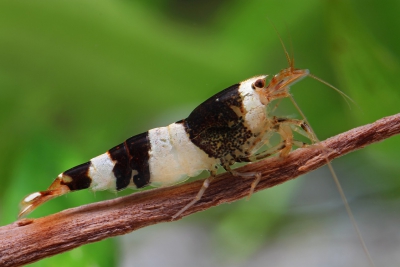 crevette abeille Atyidae