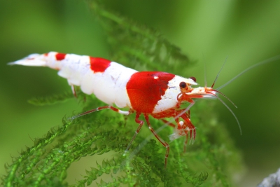 Caridina logemanni “Double-Hinomaru.” Atyidae