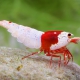 picture of Caridina logemanni “Red Bee Mosura”