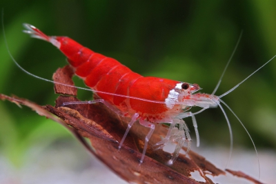 Caridina logemanni “Super Crystal Red”
